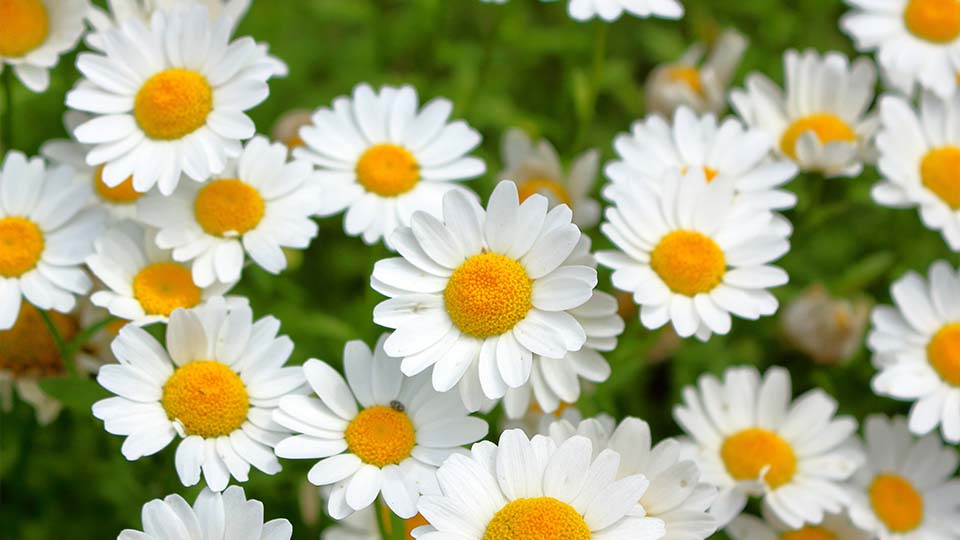 Pyrethrum Chrysanthemum Pyrethrum Chrysanthemum