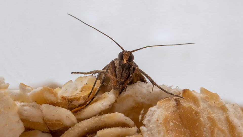 Lebensmittelmotte auf Müsli