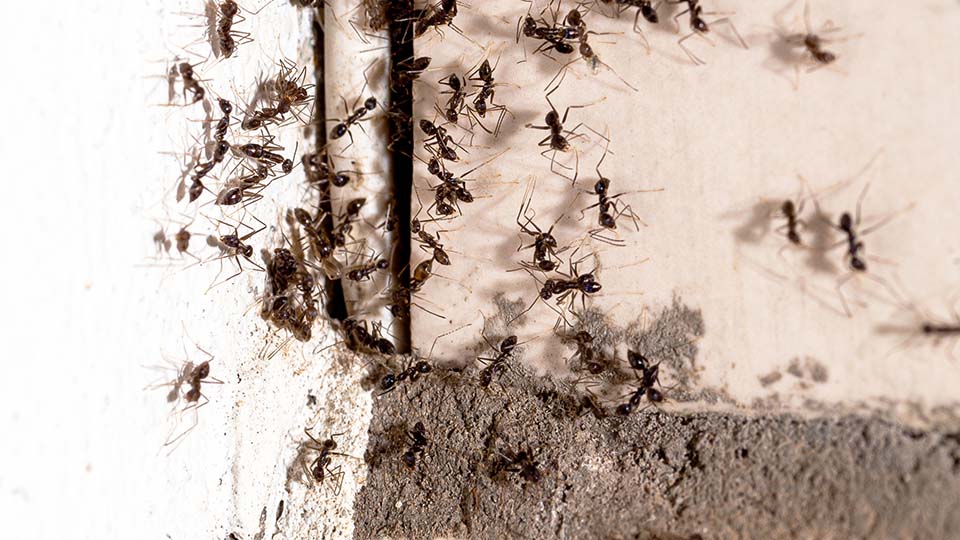 Ameisen die durch die Wand im Haus laufen Ameisen die durch die Wand im Haus laufen
