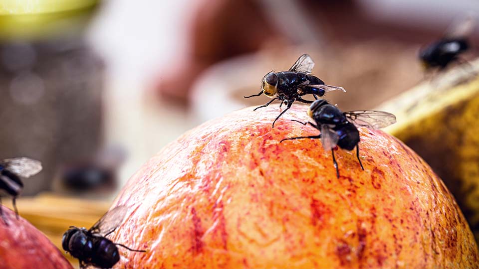 Fliegen in der Küche Fliegen in der Küche