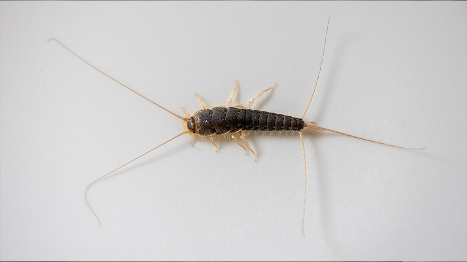 Silberfischchen bekämpfen – effektiv mit PastaClean Insektenabwehr