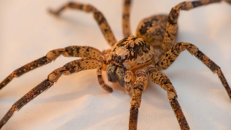 Nosferatu-Spinne Nosferatu-Spinne