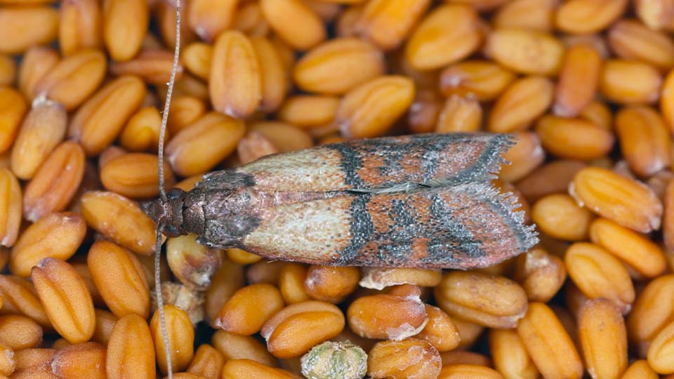 Lebensmittelmotte sitzt auf Weizenkörner